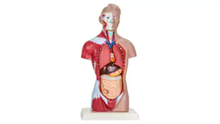 Produktfoto Anatomie Modell